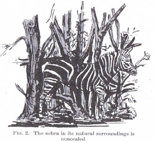 An archival image of observation skills and camouflage explored in this journal article co-authored by Professor Sarah Mills